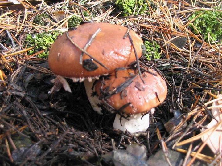 грибы Ковалево 1