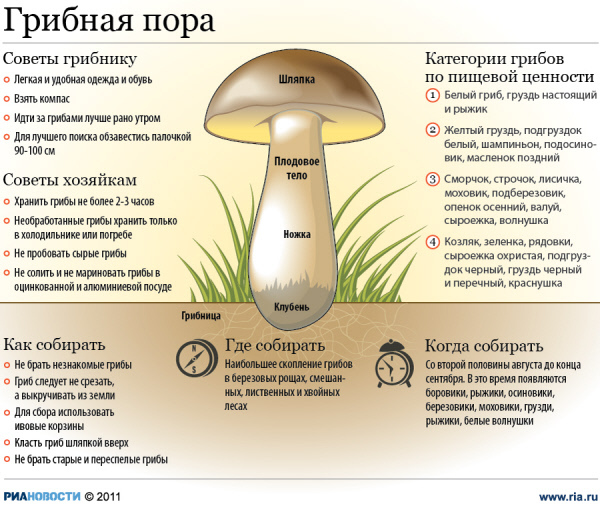 инструкция по сбору грибов