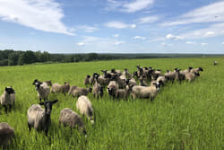 Ясное Ясное